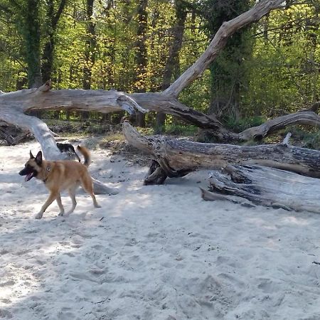 Ferienhaus Am Wald Loissin المظهر الخارجي الصورة